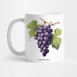 Botanical illustration of Grape (Vitis vinifera) Mug